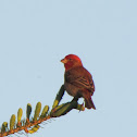 House Finch