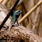 Indo-Chinese Forest Lizard