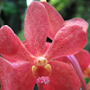 Vanda