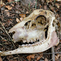 Mule Deer (Remains)