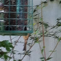 House Finch