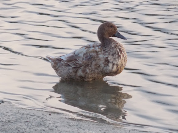 Spotting Image 1