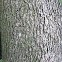 Sweet gum
