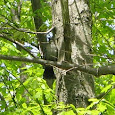 Birds in New Jersey
