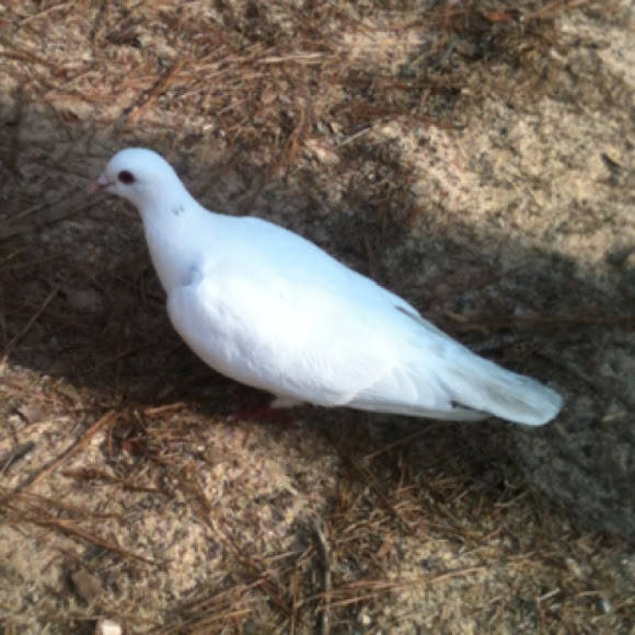 Spotting Image 1