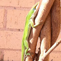 Carolina anole