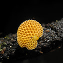 Orange Pore Fungus
