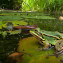 Pool Frog