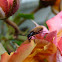 Lagria hirta