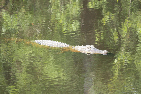 Spotting Image 1