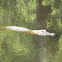 American Alligator 