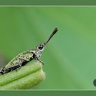 Grasshopper