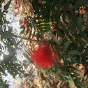 Powder Puff Tree