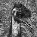 Emu