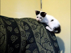 Regalo Hermosos Gatitos
