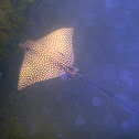 Spotted Eagle Ray