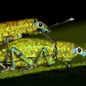 Pointillistic Weevil