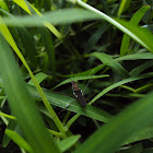 Water strider