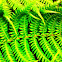 Fern