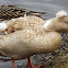 (Crested) Silver Appleyard Duck