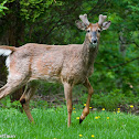 White-tailed Deer
