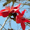 Bombax or Red Silk Cotton Tree