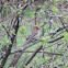 House Finch