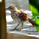 Brown Thrasher