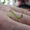Praying Mantis nymph