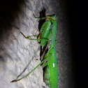 praying mantis