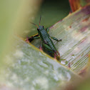 grasshopper