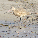 Marbled Godwit