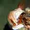 Nudibranch