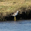 Sandpiper? 