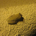 Grey tree frog