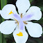 African Iris