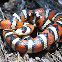 Sonoran Mountain Kingsnake