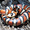 Sonoran Mountain Kingsnake