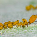 Oleander Aphids