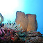 Giant anemone