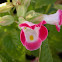 Clown Torenia