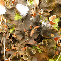 Fingered Dog Lichen