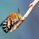 Blue Banded Bee