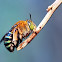 Blue Banded Bee