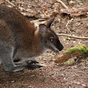 Wallaby