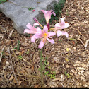 surprise lily, magic lily, and resurrection lily