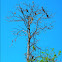 Anhinga
