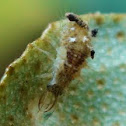 Lacewing
