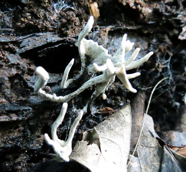 Candlestick fungus Project Noah