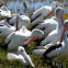 Australian Pelican